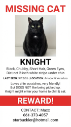 Lost Male Cat last seen North aviador & west Ventura, Camarillo, CA 93010