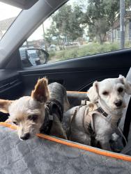 Reunited Female Dog last seen 18th Street and Thomas, Phoenix, AZ 85016