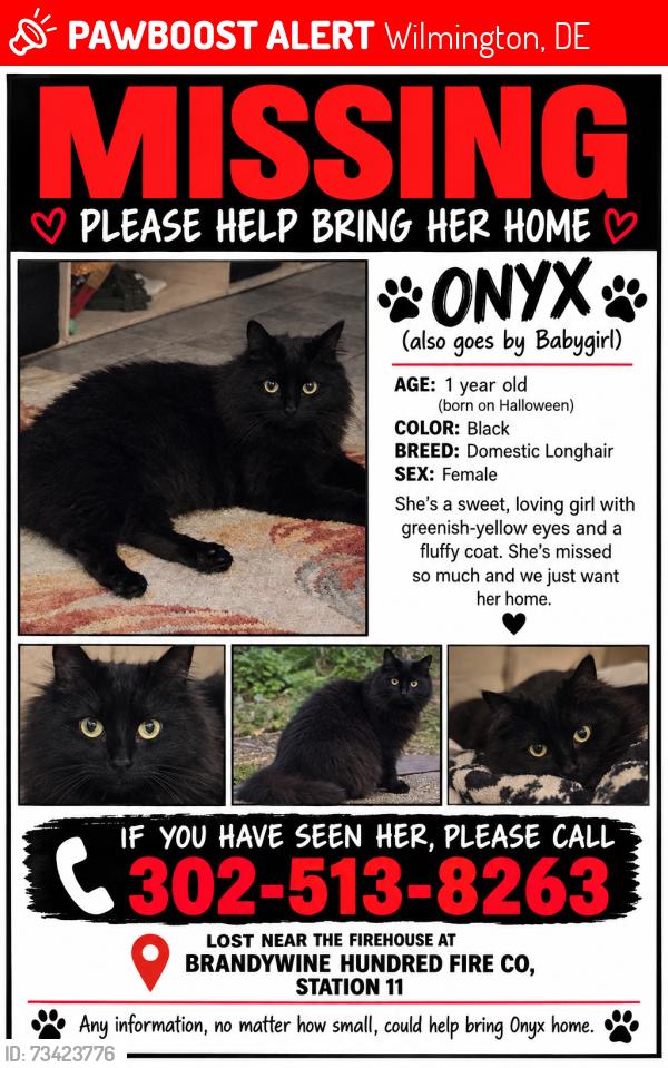 Lost Female Cat last seen Near brandywine blvd, Wilmington, DE 19809