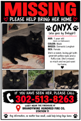 Lost Female Cat last seen Near brandywine blvd, Wilmington, DE 19809