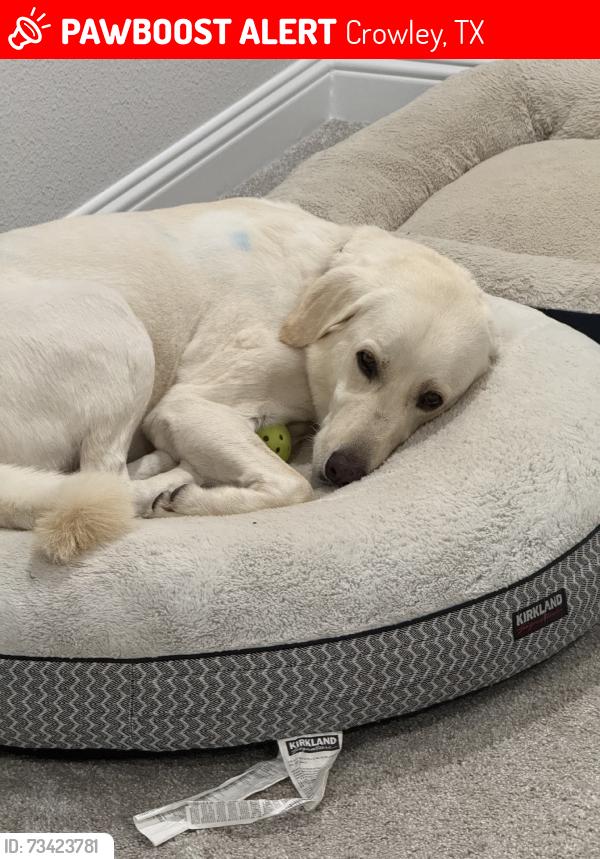 Lost Male Dog last seen Riverbed and canoe way, Crowley, TX 76036