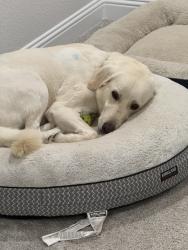 Lost Male Dog last seen Riverbed and canoe way, Crowley, TX 76036