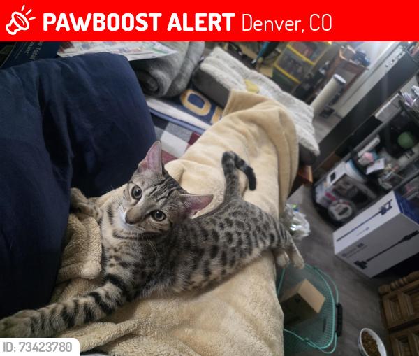 Lost Male Cat last seen 72nd and Pecos, Denver, CO 80221