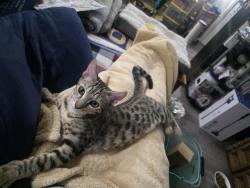 Lost Male Cat last seen 72nd and Pecos, Denver, CO 80221