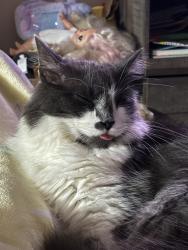 Lost Male Cat last seen Wayne madison, Trenton, OH 45067