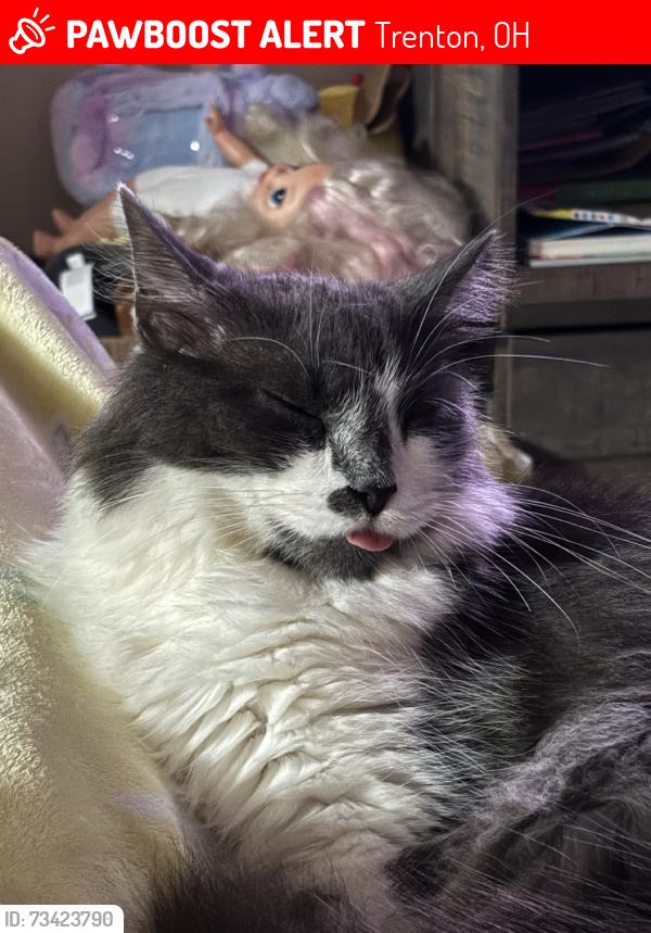 Lost Male Cat last seen Wayne madison, Trenton, OH 45067