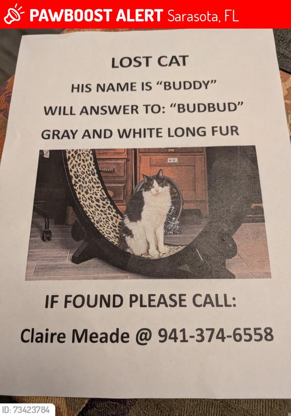 Lost Male Cat last seen Palm Aire Country Club cndmniums, Sarasota, FL 34243