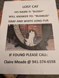 Lost Male Cat last seen Palm Aire Country Club cndmniums, Sarasota, FL 34243