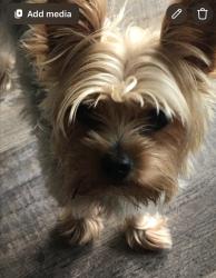 Lost Male Dog last seen Walnut hill dr, San Angelo, TX 76904