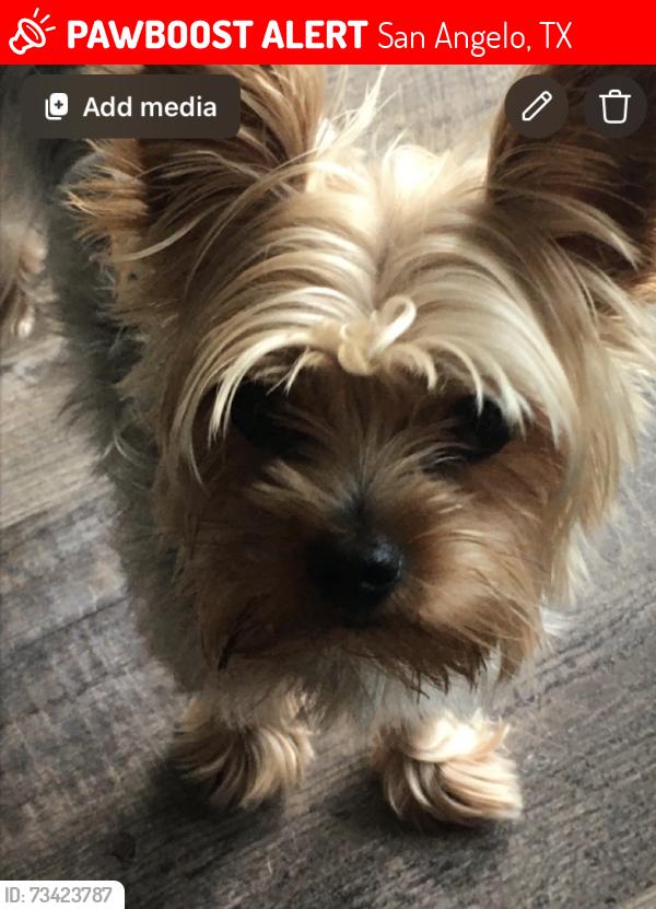 Lost Male Dog last seen Walnut hill dr, San Angelo, TX 76904