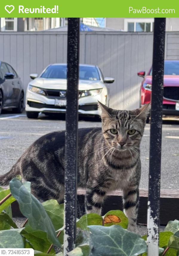 Reunited Unknown Cat last seen 19th St / 6th Ave, Oakland, CA 94606