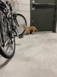 Found/Stray Unknown Dog last seen Saint Johns Avenue, Jacksonville, FL 32205