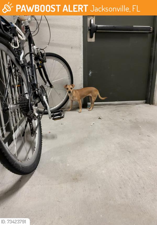 Found/Stray Unknown Dog last seen Saint Johns Avenue, Jacksonville, FL 32205