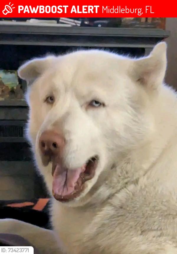 Lost Male Dog last seen Blue Jay and Green Meadow, Middleburg, FL 32068