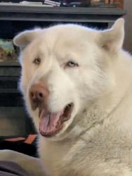 Lost Male Dog last seen Blue Jay and Green Meadow, Middleburg, FL 32068