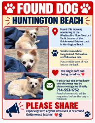 Reunited Female Dog last seen Windlass Dr, Huntington Beach, CA 92646, USA, Huntington Beach, CA 92646
