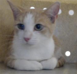 Shelter Stray Female Cat last seen Near BLOCK CULPEPPER LN, FAYETTEVILLE NC 28304, 4704 Corporation Dr, Fayetteville, NC 28306, USA