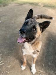 Shelter Stray Female Dog last seen Near BLOCK TERRY ROAD, 3528 Newburg Rd, Louisville, KY 40218, USA
