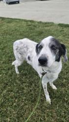 Shelter Stray Female Dog last seen Near BLOCK PALMETO, 3528 Newburg Rd, Louisville, KY 40218, USA