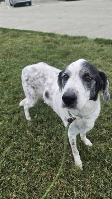 Shelter Stray Female Dog last seen Near BLOCK PALMETO, 3528 Newburg Rd, Louisville, KY 40218, USA