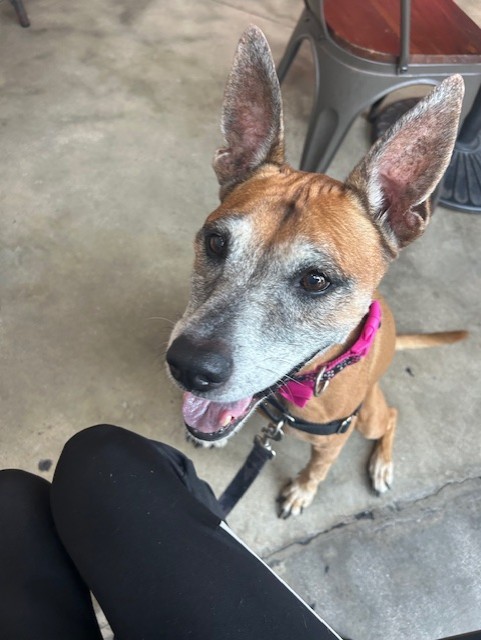 Shelter Stray Female Dog last seen LAS, 3599 NW 79th Ave, Doral, FL 33122, USA