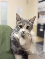 Shelter Stray Female Cat last seen Near BLOCK FWY/ MISSION INN, 6851 Van Buren Boulevard, Jurupa Valley, CA 92509, USA