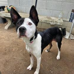 Shelter Stray Female Dog last seen Near BLOCK BLCK E 65TH ST, LONG BEACH, CA 90805, 7700 E Spring St, Long Beach, CA 90815, USA