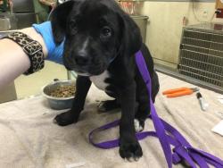 Shelter Stray Male Dog last seen CAMINO REAL\\LIMONITE ST, 6851 Van Buren Boulevard, Jurupa Valley, CA 92509, USA