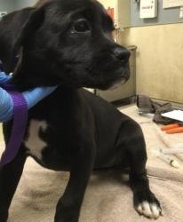 Shelter Stray Female Dog last seen CAMINO REAL\\LIMONITE ST, 6851 Van Buren Boulevard, Jurupa Valley, CA 92509, USA