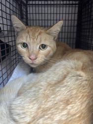 Shelter Stray Male Cat last seen Near BLK E SPRING ST LONG BEACH CA 90815, 7700 E Spring St, Long Beach, CA 90815, USA