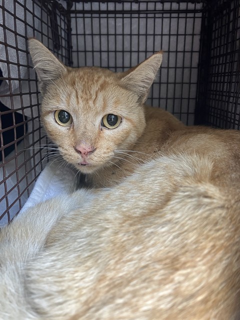 Shelter Stray Male Cat last seen Near BLK E SPRING ST LONG BEACH CA 90815, 7700 E Spring St, Long Beach, CA 90815, USA
