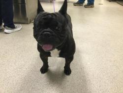 Shelter Stray Male Dog last seen Near BLOCK MAGNOLIA AVE, RIVERSIDE CA, 6851 Van Buren Boulevard, Jurupa Valley, CA 92509, USA