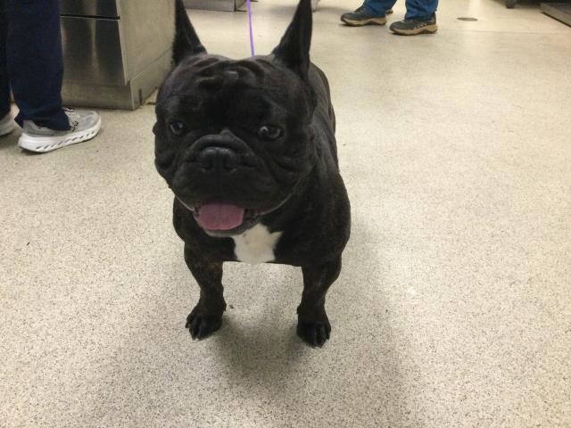 Shelter Stray Male Dog last seen Near BLOCK MAGNOLIA AVE, RIVERSIDE CA, 6851 Van Buren Boulevard, Jurupa Valley, CA 92509, USA