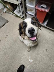 Shelter Stray Female Dog last seen Near BLOCK MOHAWK ST, BAKERSFIELD CA 93308, 3951 Fruitvale Ave, Bakersfield, CA 93308, USA