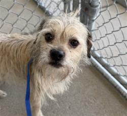 Shelter Stray Male Dog last seen Near BLOCK PARK MEADOWS AVE, BAKERSFIELD CA 93308, 3951 Fruitvale Ave, Bakersfield, CA 93308, USA