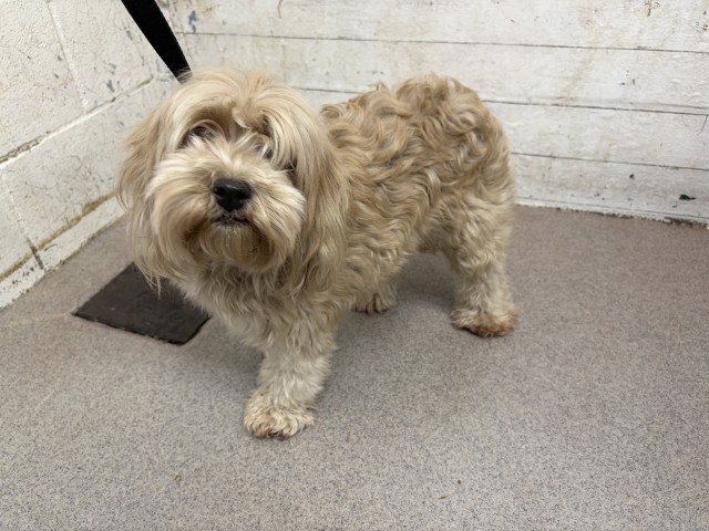 Shelter Stray Female Dog last seen , 333 Chandler Pl, San Bernardino, CA 92408, USA