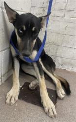 Shelter Stray Female Dog last seen KINGSMAN AND MOUNT VERNON, 333 Chandler Pl, San Bernardino, CA 92408, USA