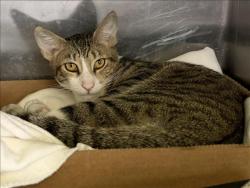 Shelter Stray Male Cat last seen , 1850 W 60th St, Los Angeles, CA 90047, USA
