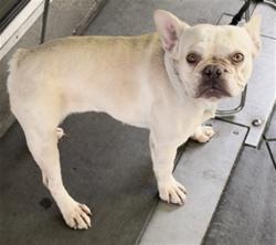 Shelter Stray Female Dog last seen , 1850 W 60th St, Los Angeles, CA 90047, USA