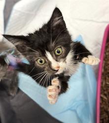 Shelter Stray Male Cat last seen ESTEREL WAY & LEFORD WAY, 2127 Front St, Sacramento, CA 95818, USA