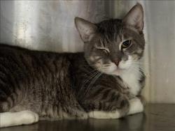 Shelter Stray Male Cat last seen , 1850 W 60th St, Los Angeles, CA 90047, USA