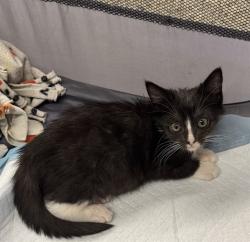 Shelter Stray Female Cat last seen ESTEREL WAY & LEFORD WAY, 2127 Front St, Sacramento, CA 95818, USA