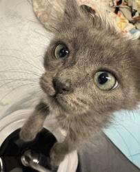 Shelter Stray Female Cat last seen ESTEREL WAY & LEFORD WAY, 2127 Front St, Sacramento, CA 95818, USA