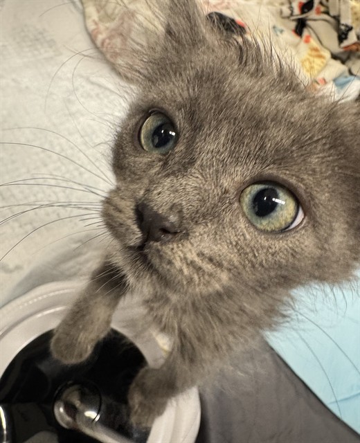 Shelter Stray Female Cat last seen ESTEREL WAY & LEFORD WAY, 2127 Front St, Sacramento, CA 95818, USA