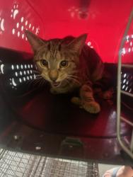 Shelter Stray Female Cat last seen , 1850 W 60th St, Los Angeles, CA 90047, USA