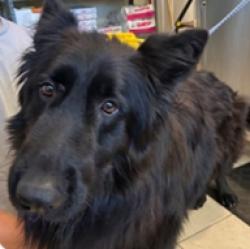 Shelter Stray Male Dog last seen , 600 Aviation Dr, Camarillo, CA 93010, USA