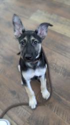 Shelter Stray Male Dog last seen , 3201 Lacy St, Los Angeles, CA 90031, USA