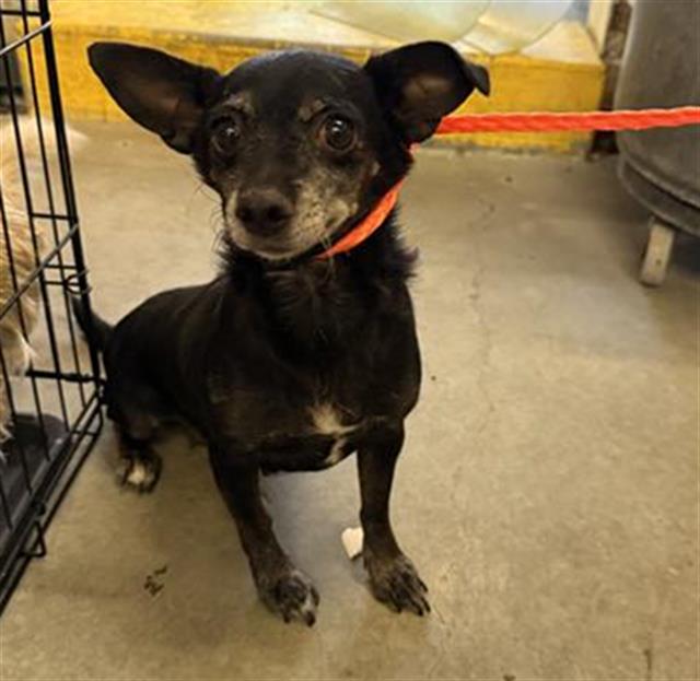 Shelter Stray Female Dog last seen , 600 Aviation Dr, Camarillo, CA 93010, USA