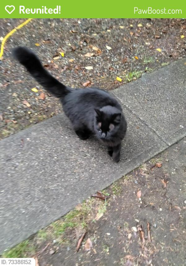 Reunited Unknown Cat last seen Private driveway, between 12th &14th, Tacoma, WA 98445