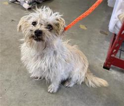 Shelter Stray Female Dog last seen , 600 Aviation Dr, Camarillo, CA 93010, USA